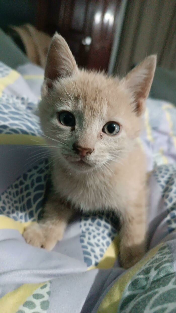 Este pequeño nos adoptó... Entró en la casa justo detrás de mí