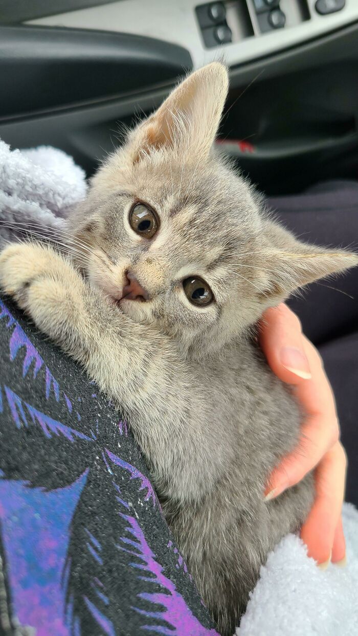 Hoy hemos adoptado un nuevo bebé, se llama Fran