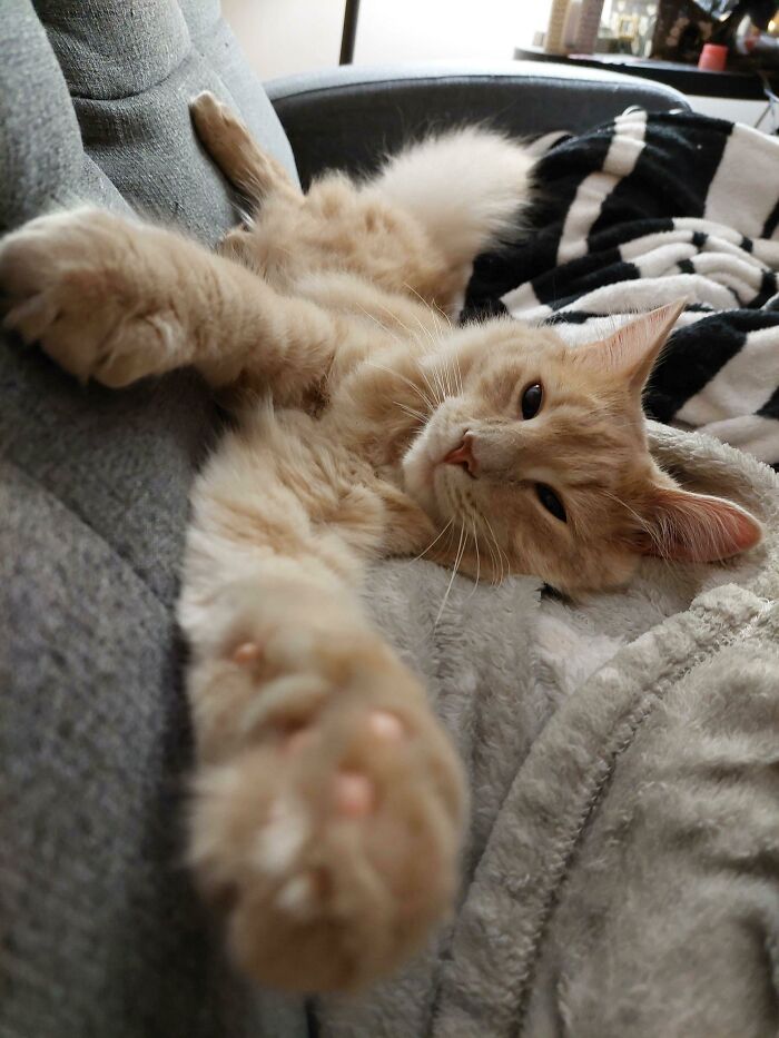 Adopté el gato más tímido del refugio y me dijeron que tal vez nunca se adapte a los humanos. Lo estamos haciendo bien