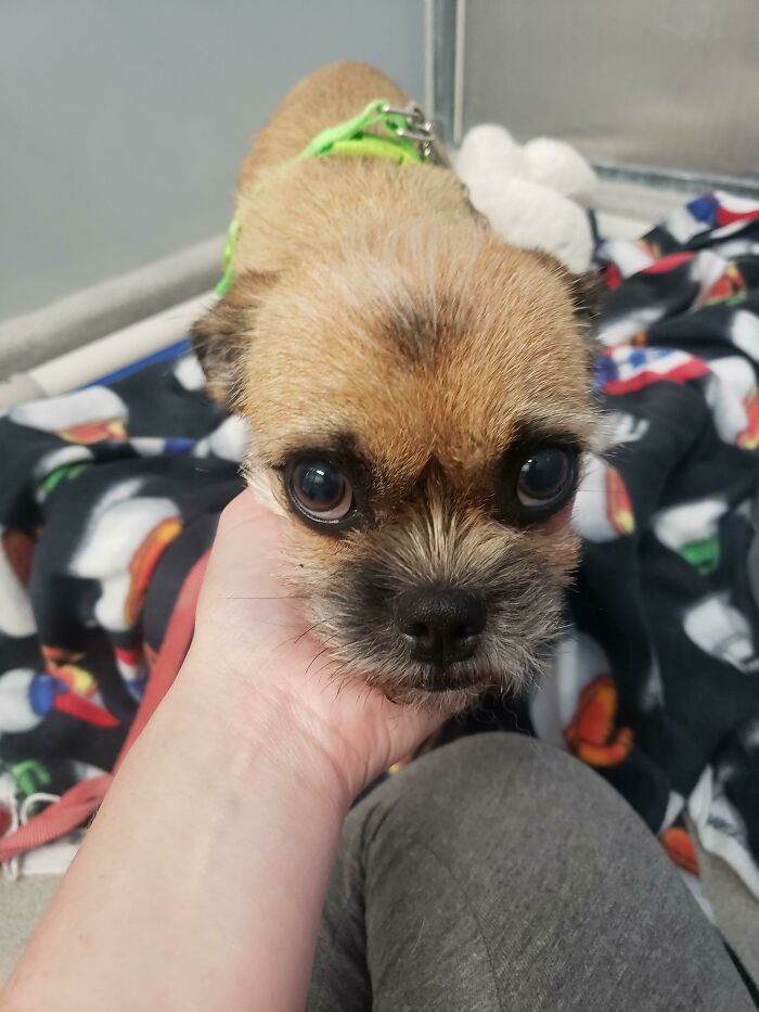 Soy voluntaria en un refugio y había conseguido abstenerme de adoptar un perro durante años, pero hace un mes esta chica borró instantáneamente mi decisión. Su adopción finaliza mañana