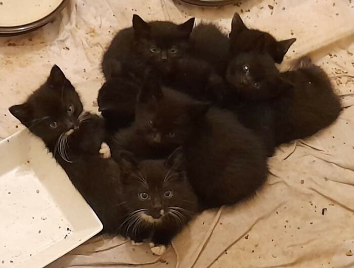 Un pila de pequeños negritos