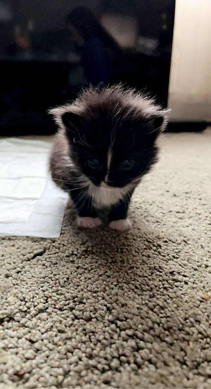Rescatado este gatito de detrás de un contenedor de basura, ¡os presento a Mittens!