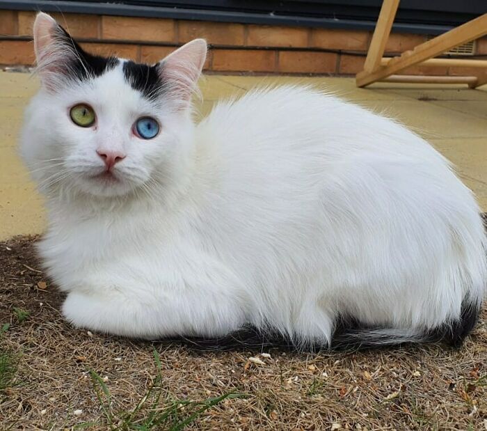 Mi pequeñín adoptado Overlord