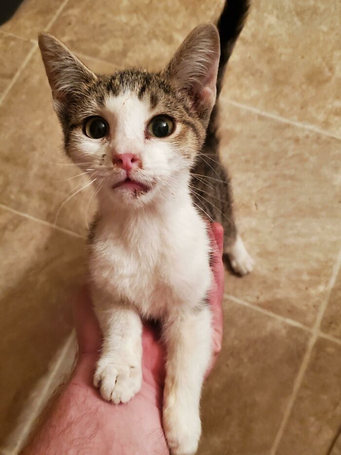 Anoche escuché el llanto de un gatito a través de una ventana abierta. Creo que está contento de ser adoptado