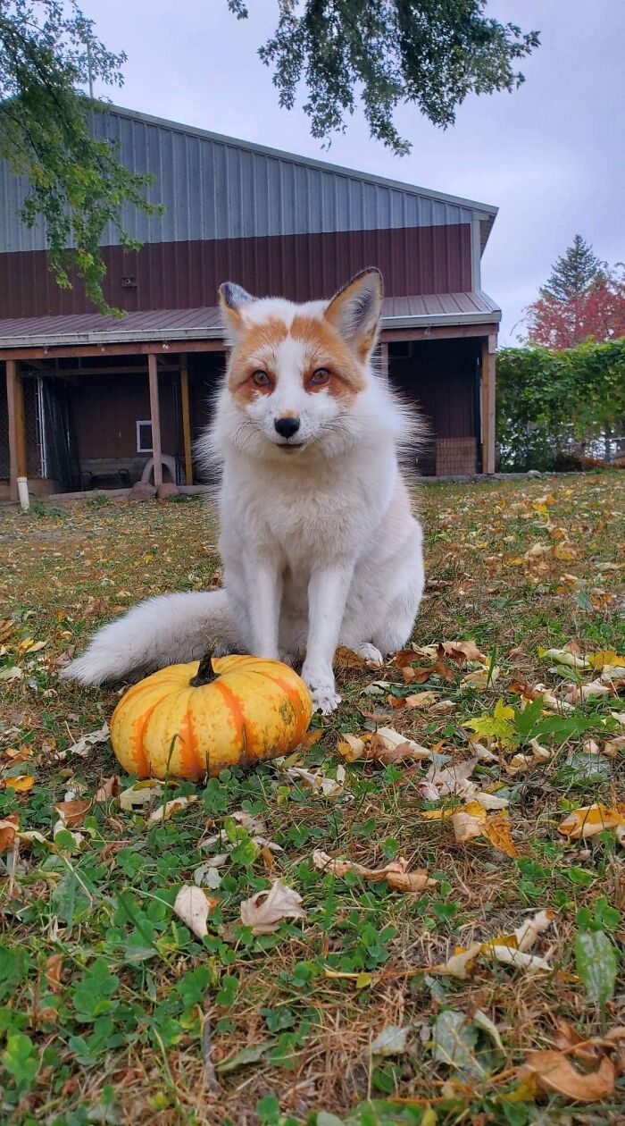 Este es Jagger en el rescate de zorros domésticos Saveafox. Acaba de recibir una calabaza como regalo