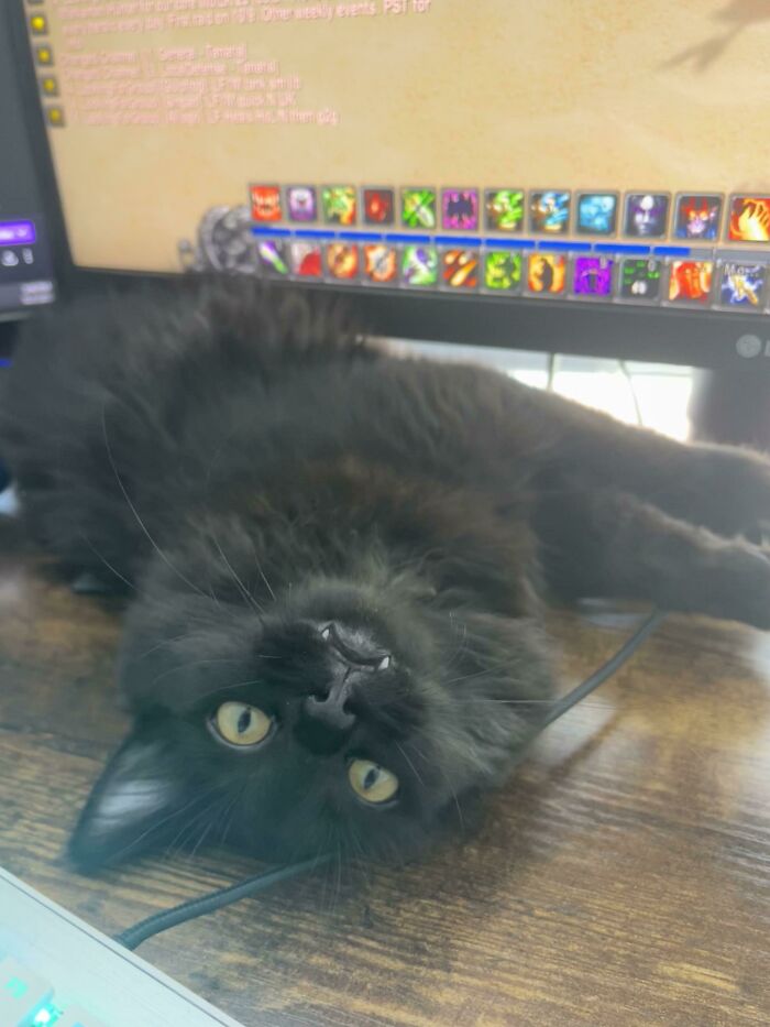 ¡Oh, Dios, he rescatado a un vampiro! ¿Qué hago?
