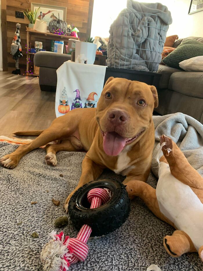 ¡Adoptamos oficialmente a nuestro nuevo bebé y lo trajimos a casa hoy! Está muy emocionado de estar en casa y es un encanto