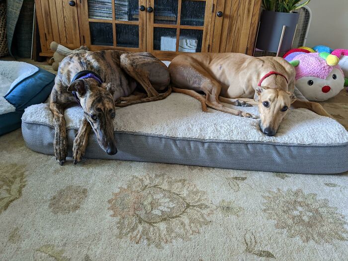 Hoy hemos adoptado nuestro segundo galgo, Lily. Creo que ella y Hank se llevarán bien