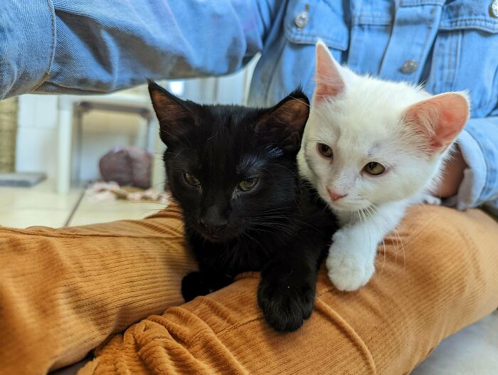 Hoy he adoptado a estos dos