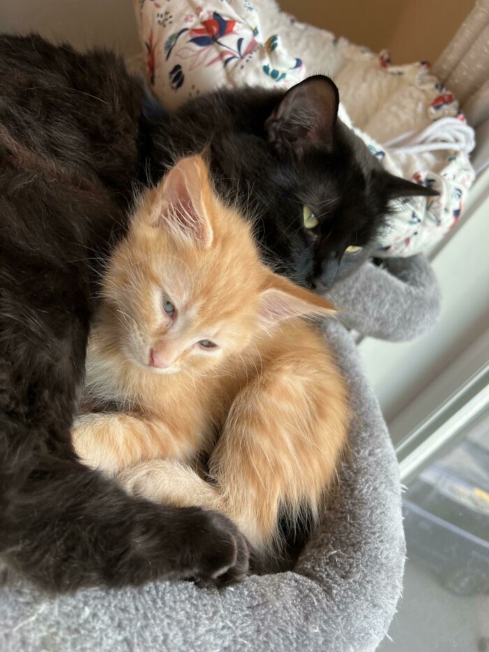 ¡Adopté un nuevo gatito y mi negrito lo aceptó al instante!