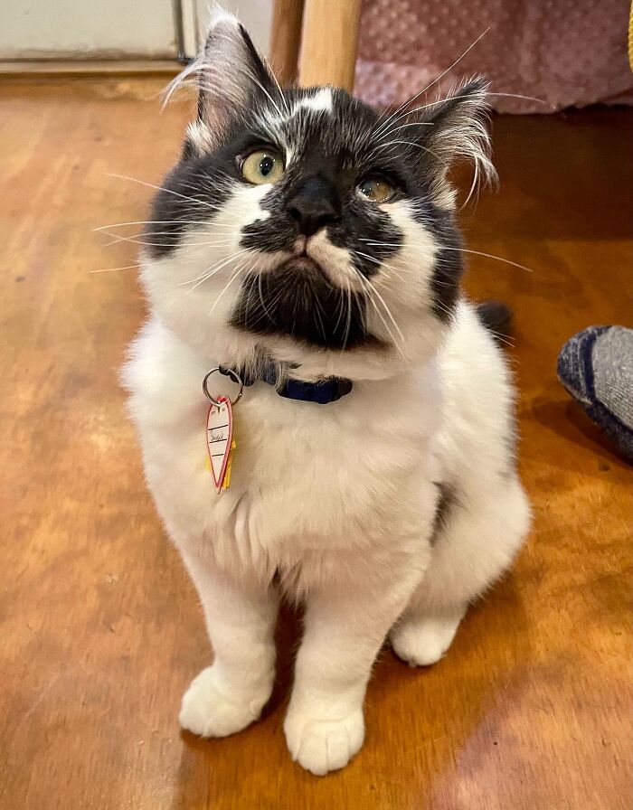 Acabamos de adoptar a este grande tontorrón llamado Barnacle, que tiene 15 semanas y es más grande que nuestro gato de dos años