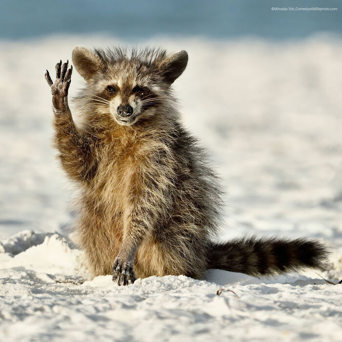 “Hola a todos” por Miroslav Srb