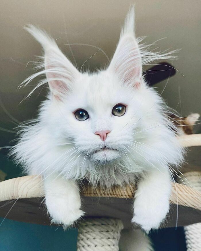 El milagro blanco