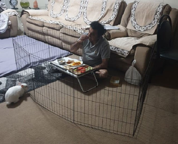 Mi marido finalmente encontró una forma de cenar en paz… Bunny Gatty es un conejito que anda libre por la casa sin necesidad de utilizar la valla que nos dieron. Ahora mi marido le dio un buen uso