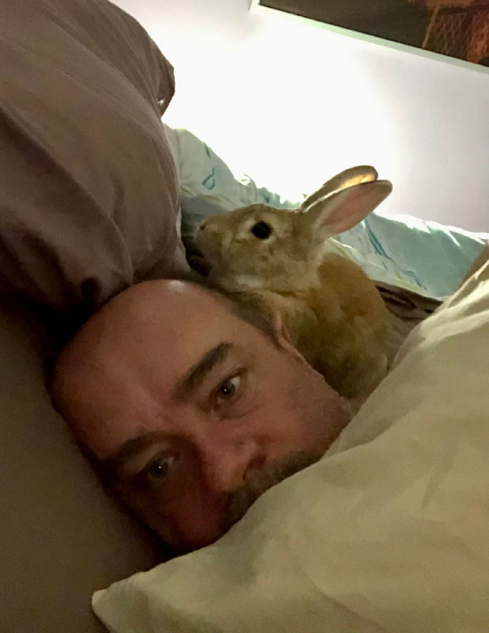 “¡No lo pongas en una jaula por la noche! Los conejos libres son mejores”. Sí, son los mejores sentándose en mi cabeza a las 02:30 a.m… Igual no quería dormir, Skipper