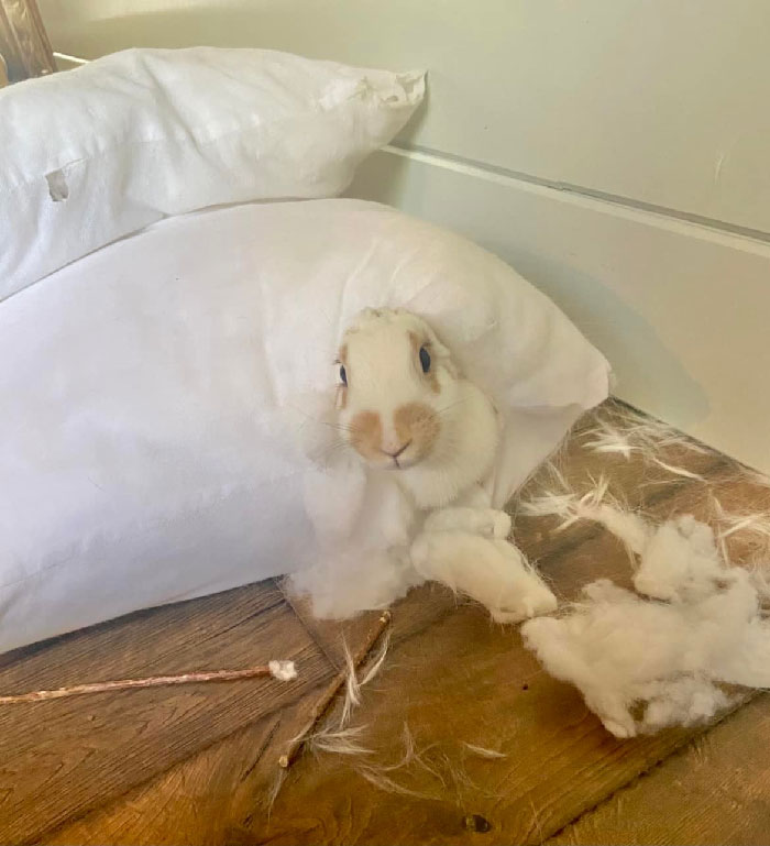 ¡Este pequeño [tonto] pensó que sería divertido escarbar en mis almohadas!