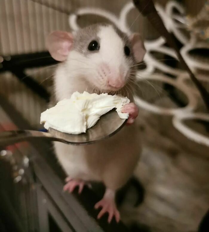 Dash probando la comida