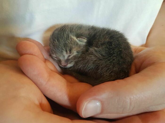 50 Hard To Explain But Impossible Not To Love Animal Pics, As Shared By This IG Page (New Pics)