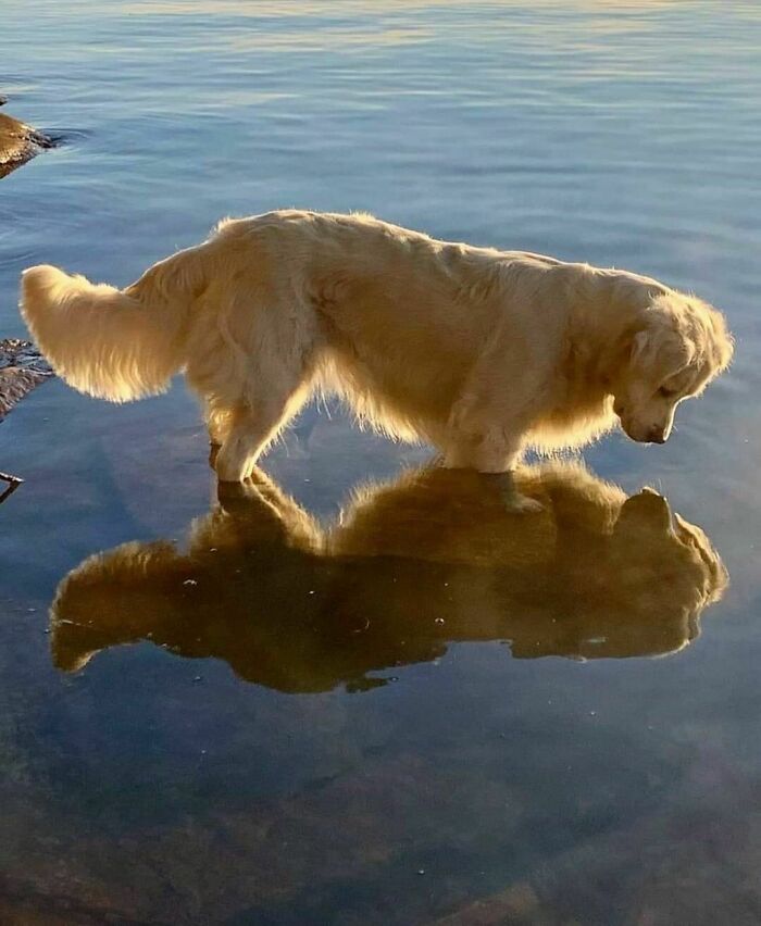 50 Hard To Explain But Impossible Not To Love Animal Pics, As Shared By This IG Page (New Pics)