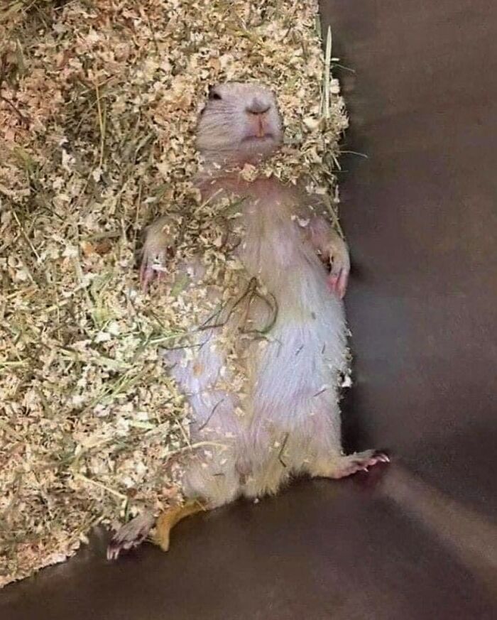 50 Hard To Explain But Impossible Not To Love Animal Pics, As Shared By This IG Page (New Pics)