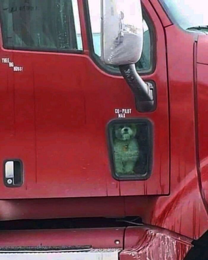 50 Hard To Explain But Impossible Not To Love Animal Pics, As Shared By This IG Page (New Pics)
