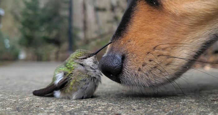 50 Hard To Explain But Impossible Not To Love Animal Pics, As Shared By This IG Page (New Pics)