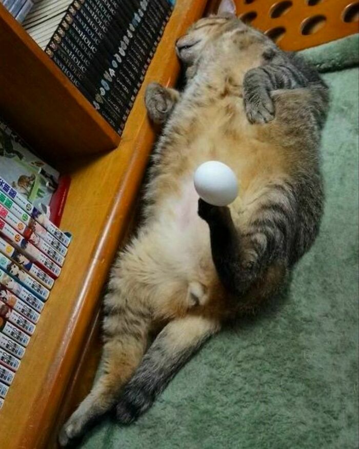 50 Hard To Explain But Impossible Not To Love Animal Pics, As Shared By This IG Page (New Pics)
