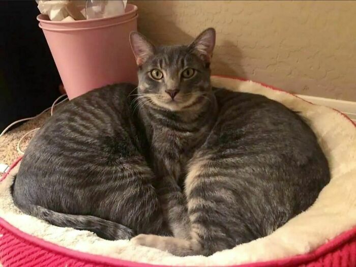 50 Hard To Explain But Impossible Not To Love Animal Pics, As Shared By This IG Page (New Pics)
