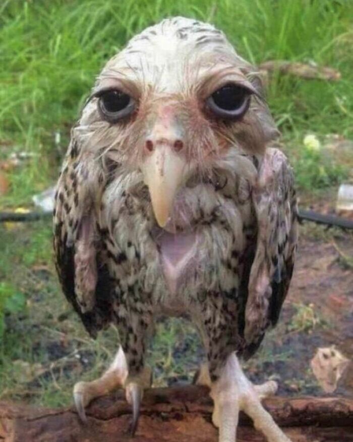 50 Hard To Explain But Impossible Not To Love Animal Pics, As Shared By This IG Page (New Pics)