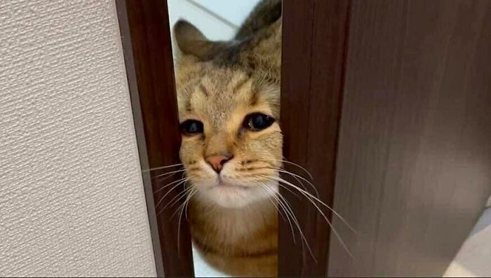 50 Hard To Explain But Impossible Not To Love Animal Pics, As Shared By This IG Page (New Pics)