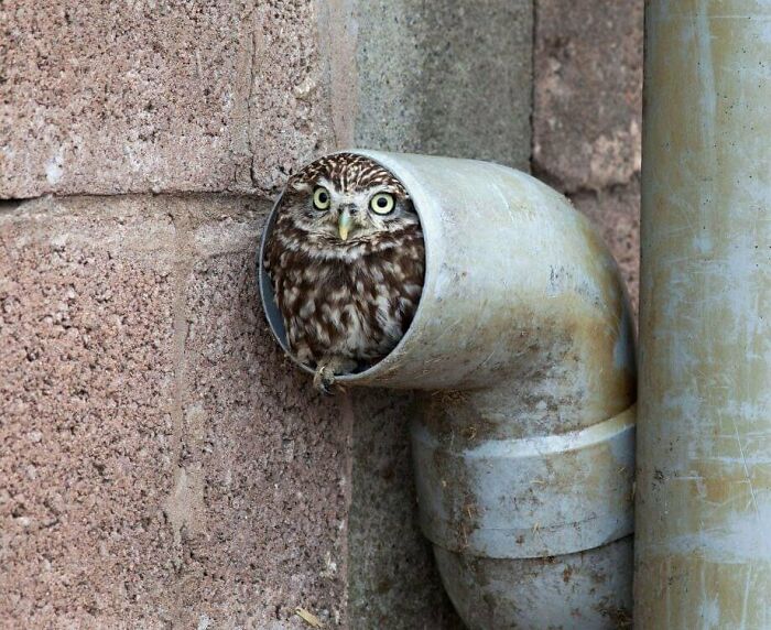 50 Hard To Explain But Impossible Not To Love Animal Pics, As Shared By This IG Page (New Pics)