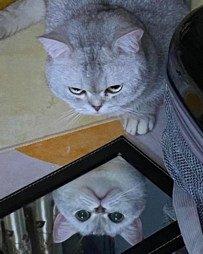 50 Hard To Explain But Impossible Not To Love Animal Pics, As Shared By This IG Page (New Pics)