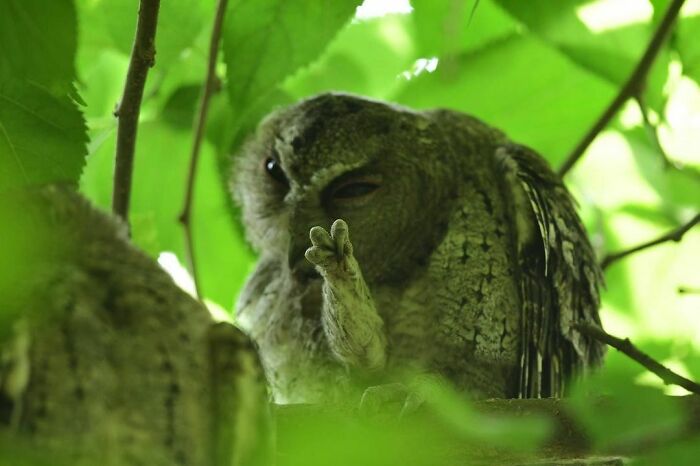50 Hard To Explain But Impossible Not To Love Animal Pics, As Shared By This IG Page (New Pics)