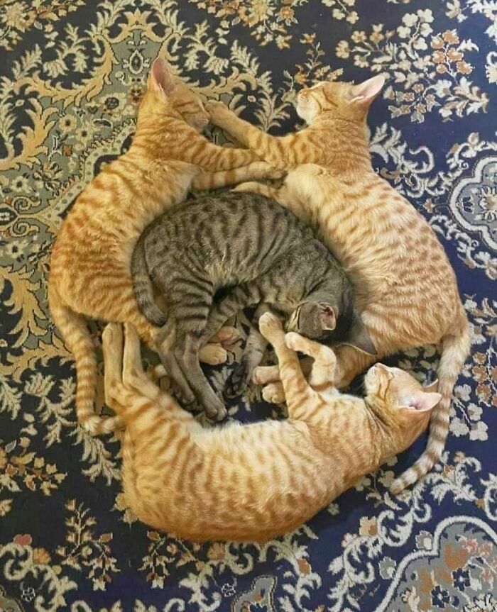 50 Hard To Explain But Impossible Not To Love Animal Pics, As Shared By This IG Page (New Pics)