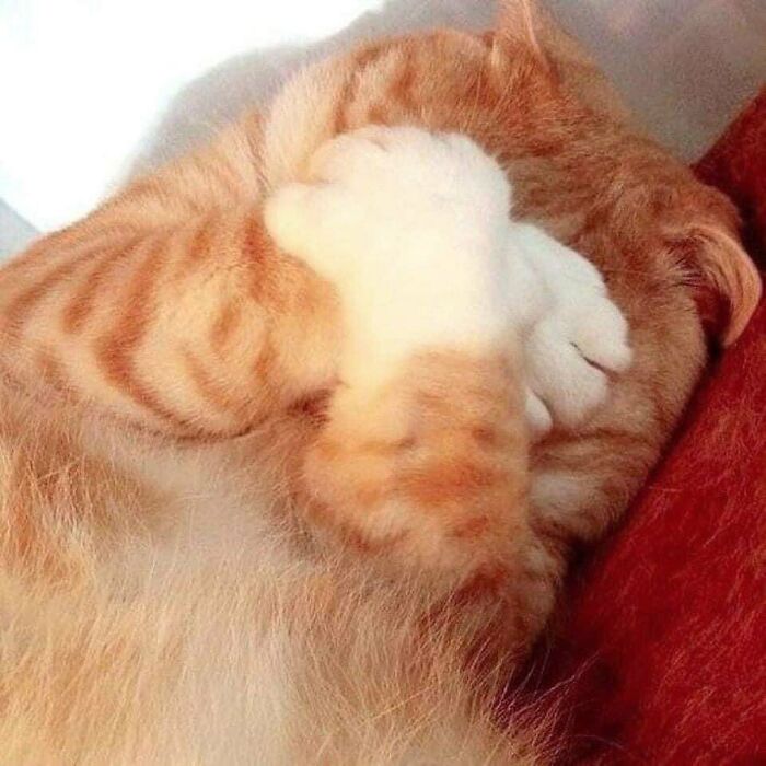50 Hard To Explain But Impossible Not To Love Animal Pics, As Shared By This IG Page (New Pics)