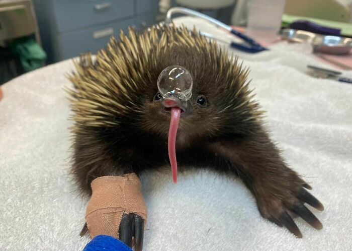 50 Hard To Explain But Impossible Not To Love Animal Pics, As Shared By This IG Page (New Pics)