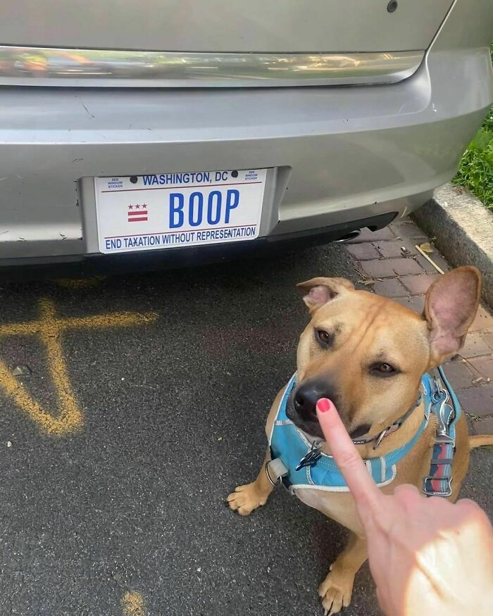 50 Hard To Explain But Impossible Not To Love Animal Pics, As Shared By This IG Page (New Pics)