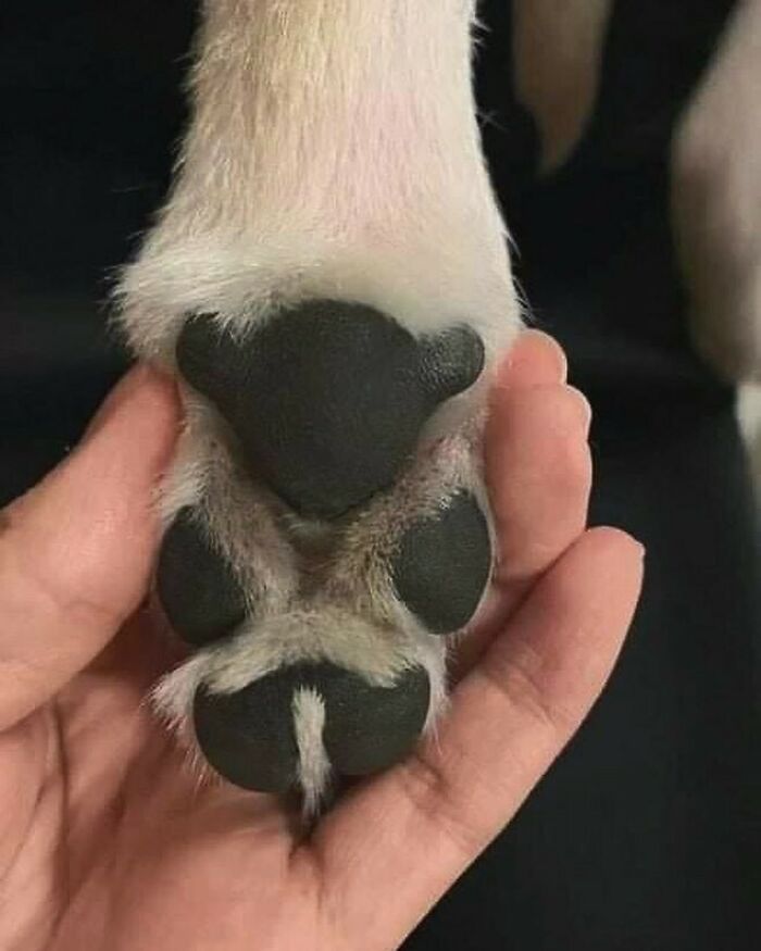 50 Hard To Explain But Impossible Not To Love Animal Pics, As Shared By This IG Page (New Pics)