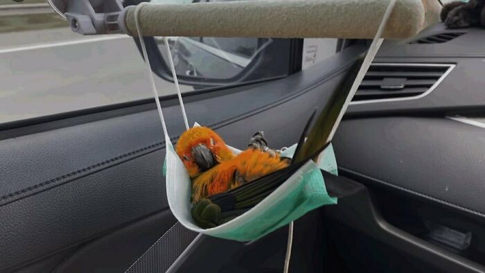50 Hard To Explain But Impossible Not To Love Animal Pics, As Shared By This IG Page (New Pics)