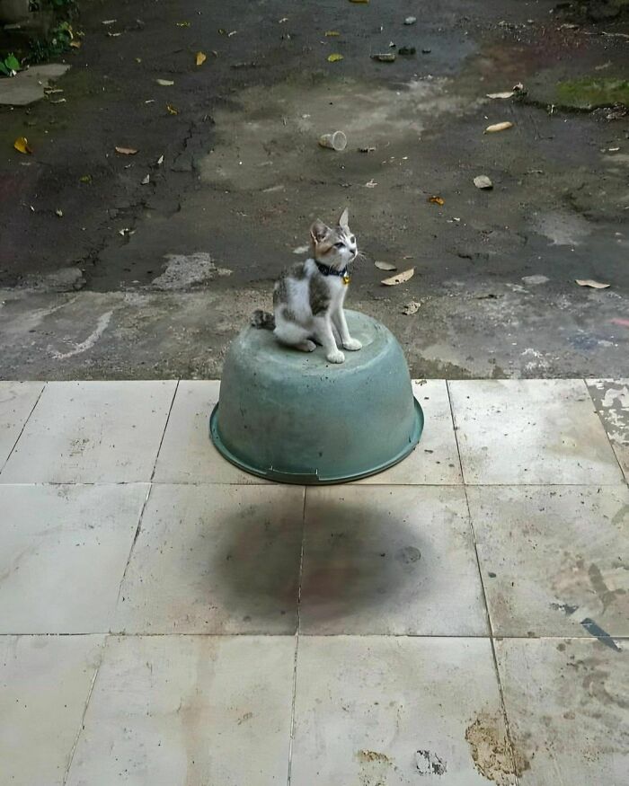 50 Hard To Explain But Impossible Not To Love Animal Pics, As Shared By This IG Page (New Pics)