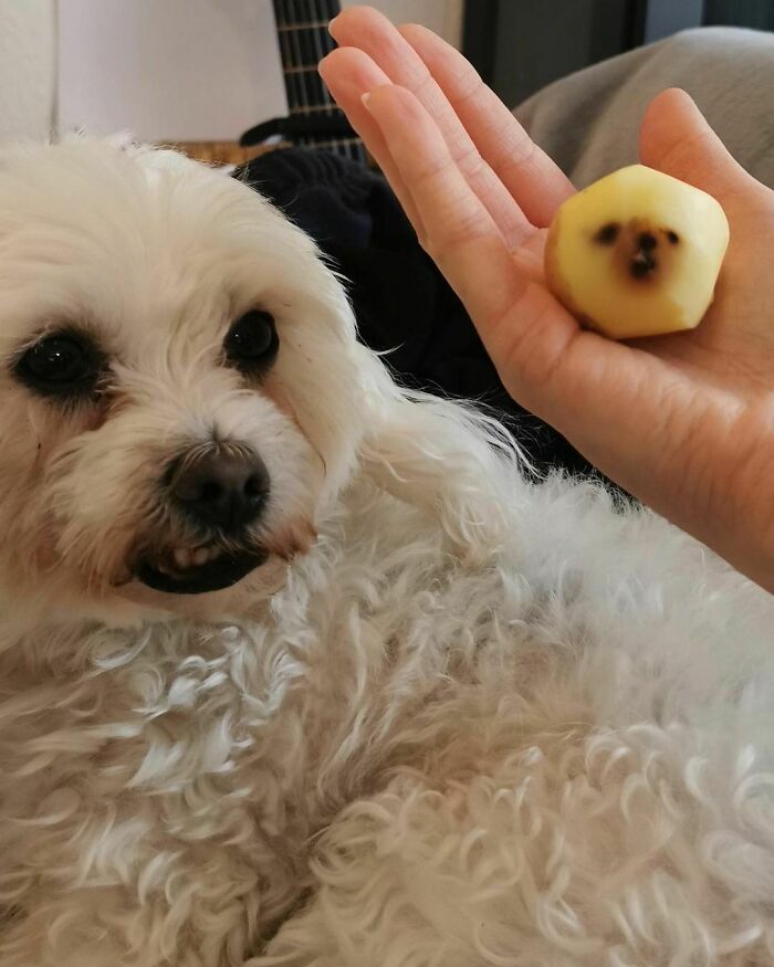 50 Hard To Explain But Impossible Not To Love Animal Pics, As Shared By This IG Page (New Pics)