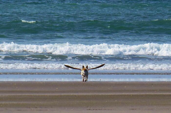 50 Hard To Explain But Impossible Not To Love Animal Pics, As Shared By This IG Page (New Pics)