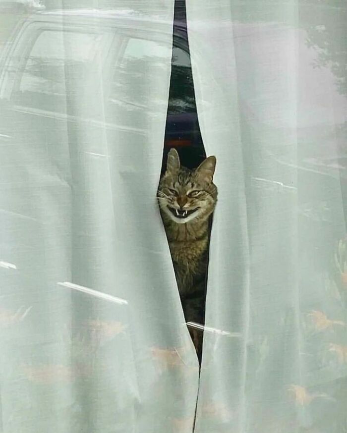 50 Hard To Explain But Impossible Not To Love Animal Pics, As Shared By This IG Page (New Pics)