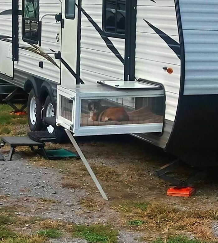 50 Hard To Explain But Impossible Not To Love Animal Pics, As Shared By This IG Page (New Pics)