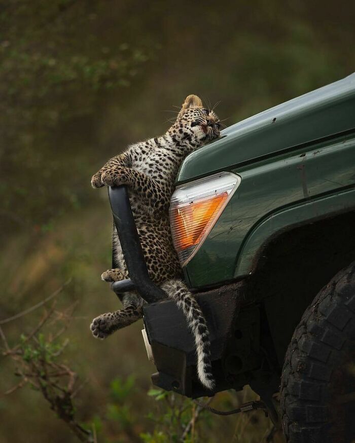 50 Hard To Explain But Impossible Not To Love Animal Pics, As Shared By This IG Page (New Pics)