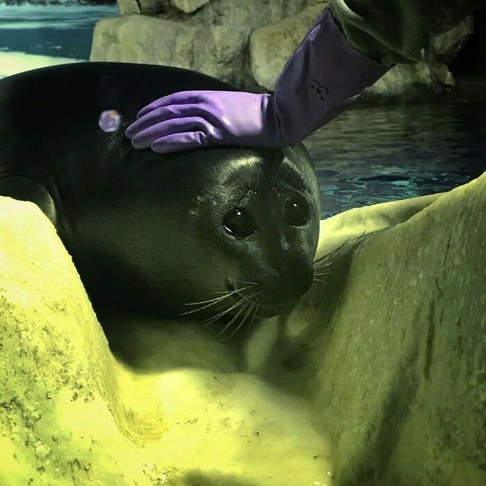 50 Hard To Explain But Impossible Not To Love Animal Pics, As Shared By This IG Page (New Pics)
