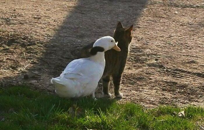50 Hard To Explain But Impossible Not To Love Animal Pics, As Shared By This IG Page (New Pics)