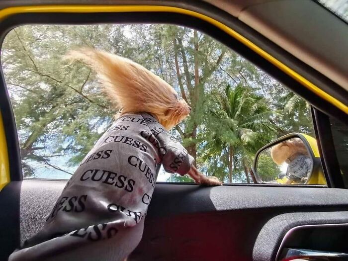 50 Hard To Explain But Impossible Not To Love Animal Pics, As Shared By This IG Page (New Pics)