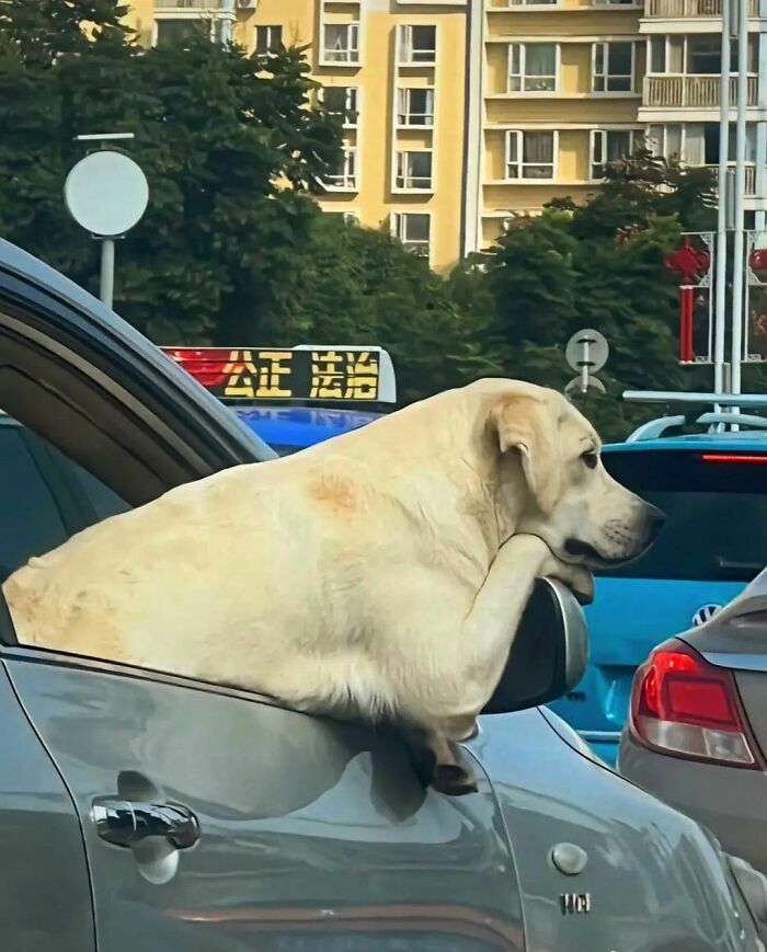 50 Hard To Explain But Impossible Not To Love Animal Pics, As Shared By This IG Page (New Pics)