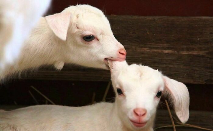 50 Hard To Explain But Impossible Not To Love Animal Pics, As Shared By This IG Page (New Pics)